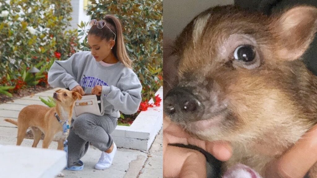 Ariana Grande with her dog and a picture of one of her pigs.