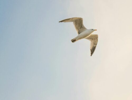 A flying seagull, symbolizing the Hollister revival and the brand’s nostalgic logo comeback.